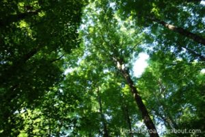 Walking in "our" forest in the yard today, Heath, MA, USA