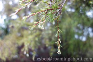 Morning dew