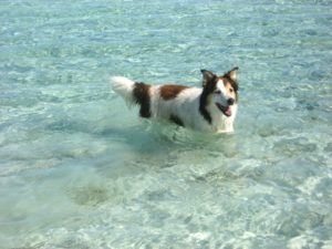 Kali at Norman's Cay, Bahamas