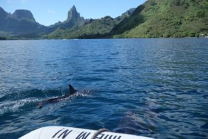 Playing with dolphins in Moorea