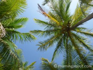Yearning to be in the tropics again - yoga under the palm trees in Kuna Yala, Panama