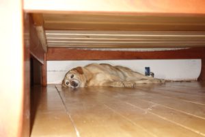 Jenny, the dog we currently pet sit, sleeps under the bed and has a hard time getting up in the morning... She's 12.