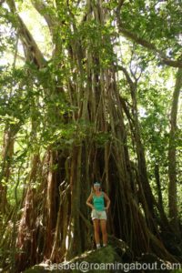 Tall tree in a Polynesian jungle