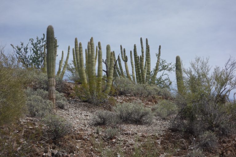 Arizona Adventure at a Glance - Roaming About