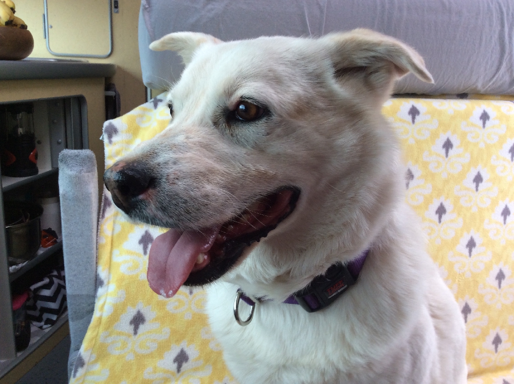 Best Friends Animal Sanctuary in Kanab, Utah Part Two Sleepover Dogs